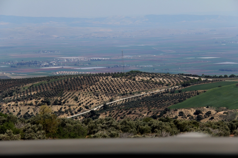 Driving through olive orchards in Hatay